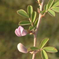 Tephrosia spinosa (L.f.) Pers.